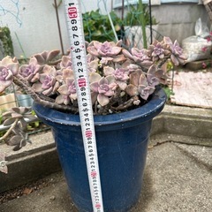 多肉植物　特大の画像