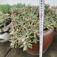 多肉植物
