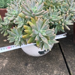多肉植物　大の画像