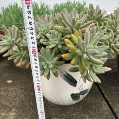 多肉植物　大