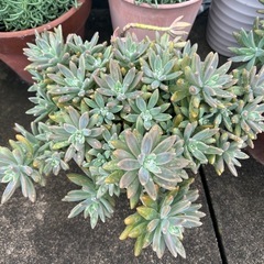 多肉植物　大の画像