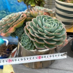 多肉植物の画像