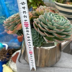 多肉植物の画像