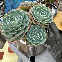 多肉植物の画像