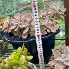 ガーデニング　多肉植物