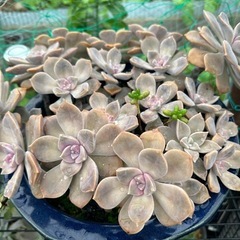 ガーデニング　多肉植物の画像