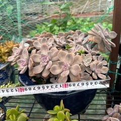 ガーデニング　多肉植物の画像