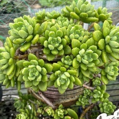 ガーデニング　多肉植物の画像