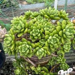 ガーデニング　多肉植物の画像