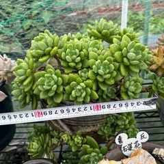 ガーデニング　多肉植物の画像