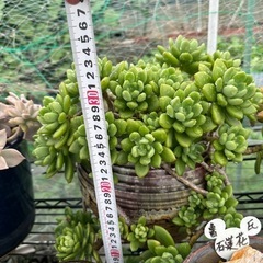 ガーデニング　多肉植物