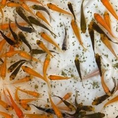 ★錦鯉　ミックス　5cm程度　50匹セットの画像