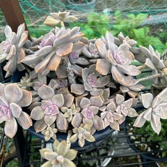 多肉植物の画像