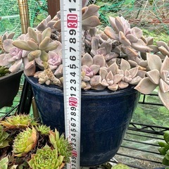 多肉植物