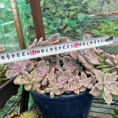 多肉植物の画像