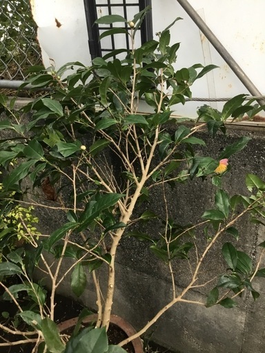 ロビラキ９０センチ