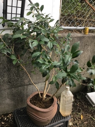 ロビラキ９０センチ