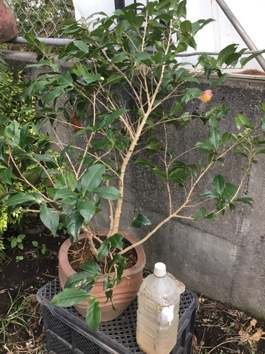 ロビラキ９０センチ