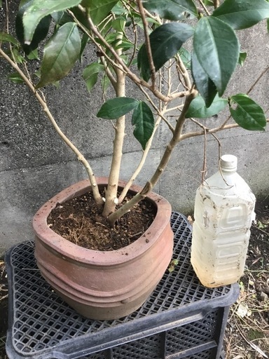 ロビラキ９０センチ
