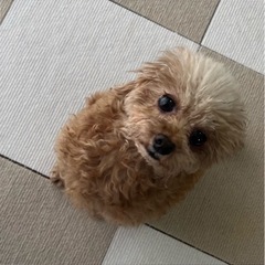 ワンコ友達