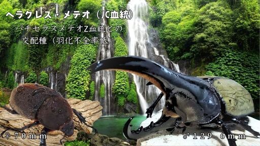 完売御礼｜【SHN/JCメテオ】ヘラクレス・メテオ（JCZ2510）極短極太 