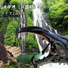 完売御礼｜【SHN/JCメテオ】ヘラクレス・メテオ（JCZ251...