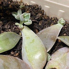 多肉植物　クラフトベリアフロストバイト　 朧月