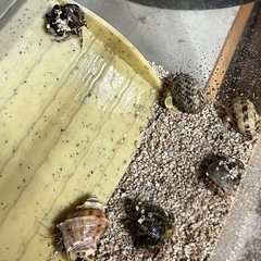 オカヤドカリ&サンゴ砂