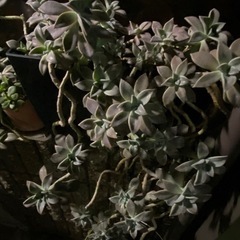 多肉植物　クラフトベリアフロストバイト　
朧月の画像