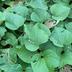 さつまいも 苗 つる 茎葉　食用 無農薬 野菜