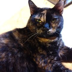サビ猫のミーちゃん