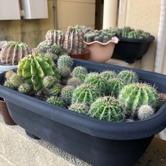 サボテン好きな方→カキ仔の画像