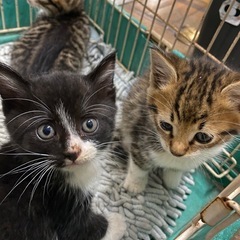 子猫保護しました！