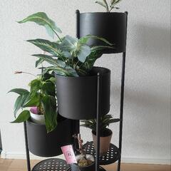 プランター　観葉植物