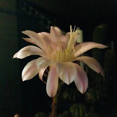 サボテン好きな方→カキ仔の画像