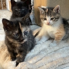 まだまだ推定１ヶ月半頃の5匹兄妹ฅ^•ω•^ฅ