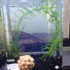 メダカ稚魚