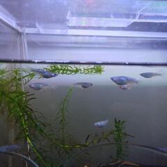 メダカ稚魚の画像
