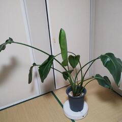 観葉植物　ストレリチアオーガスタ