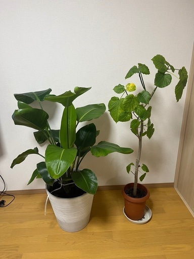 観葉植物　ウンベラータ　オーガスタ