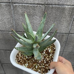アロエディコトマ