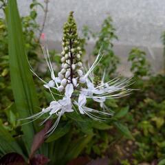 ネコノヒゲ  植物