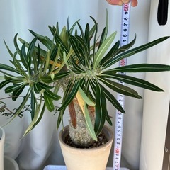 塊根植物 グラキリス 実生