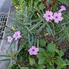 ルエリア  ヤナギバルイラソウ  ピンク  植物