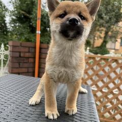 二ヶ月　柴犬の男の子