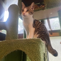 推定5ヶ月　綺麗なキジ白の男の子
