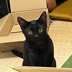 雨の中必死で鳴いてた黒猫ちゃん