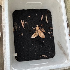 水槽用プラチナソイル　小粒　