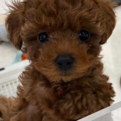 ティーカッププードルお迎えしていただける方 - 神戸市