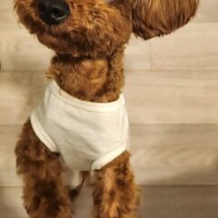 ティーカッププードルお迎えしていただける方 - 犬